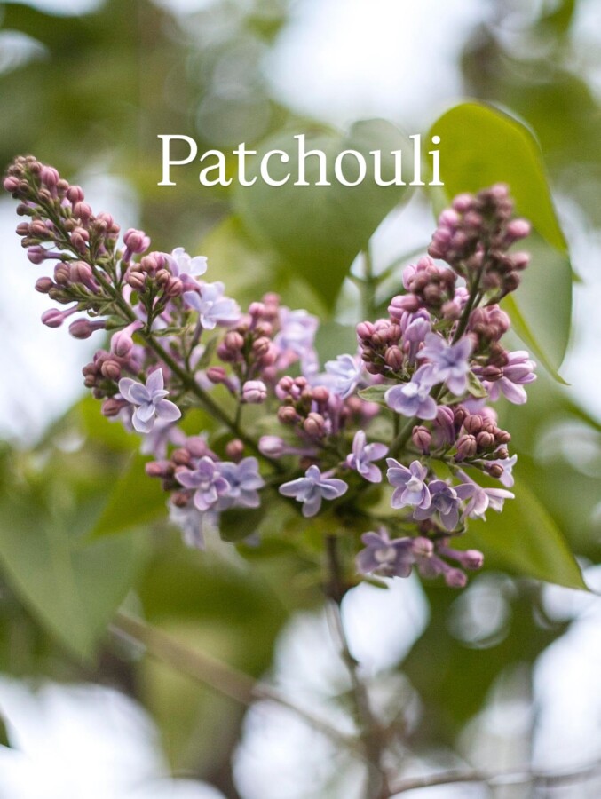 Parfum patchouli esthétique